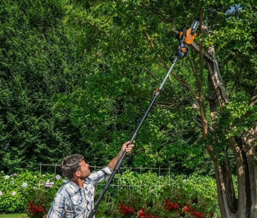 How to Cut Down a Tree in Your Garden